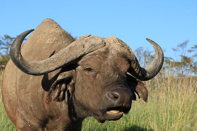 3-Day Safari in Serengeti & Ngorongoro(Mid-range)