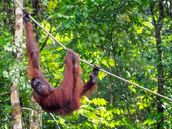 3 Days 2 Nights Batang Ai Iban Longhouse & Semenggoh Wildlife Centre - Overview of the Tour