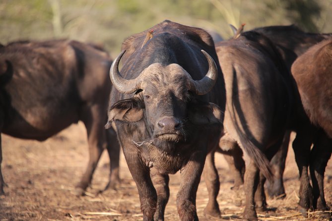 3-Days 2-nights Tanzania Private Budget Camping Safari