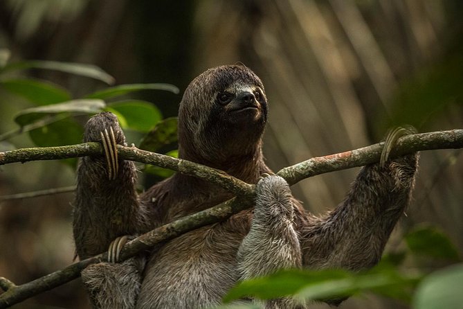 3 Days Amazon Jungle Tour With Pink Dolphin Watch From Iquitos