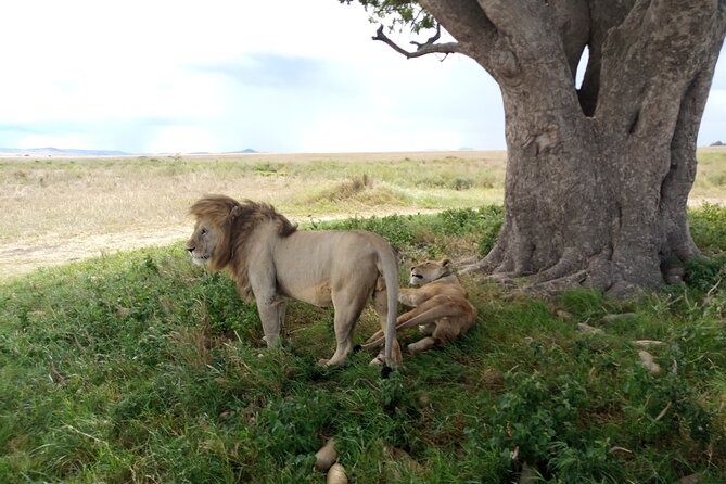 3 Days Exploring Serengeti & Ngorongoro Crater From Arusha