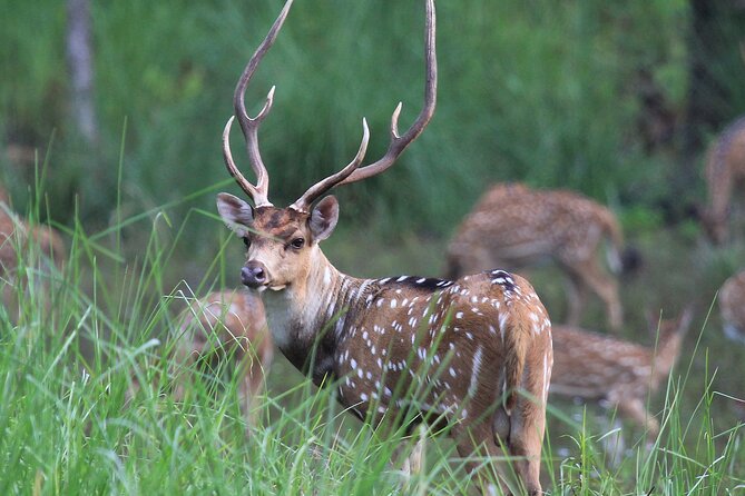 3 Days Jungle Safari in Chitwan National Park