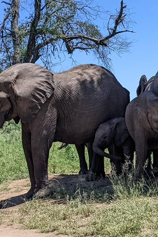 3-Days Kruger Park Safari & Panorama Route