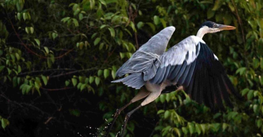 3 Days - Premium Tambopata Jungle Tour