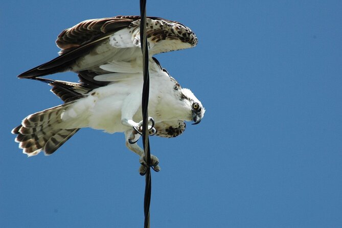 3-hour Belize Birdwatching Guided Tour