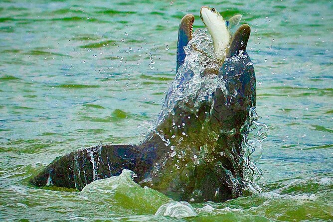 3 Hour Private Dolphin & Shelling Tour