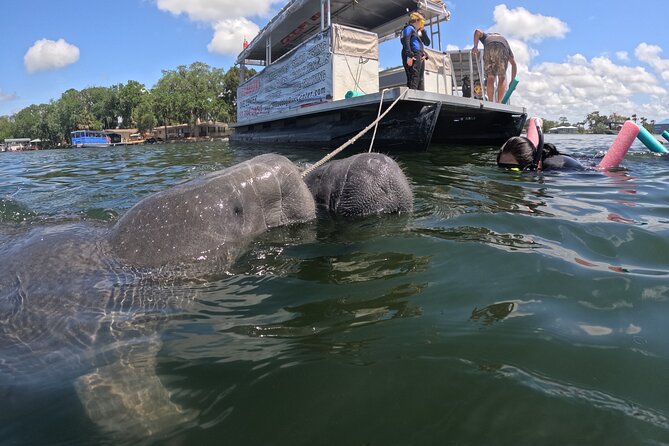 3 Hour Private Manatee Snorkel Tour - About the Tour