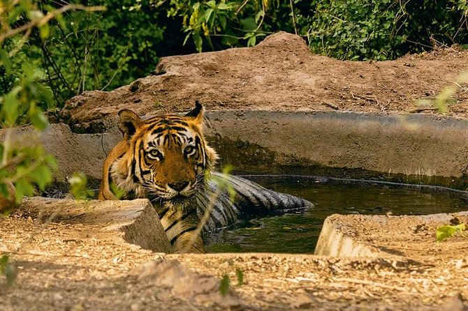 3-Hour Private Safari in Sariska Tiger Reserve