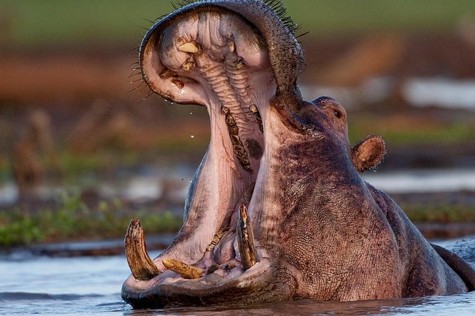 4 Day: Astonishing Group Safari
