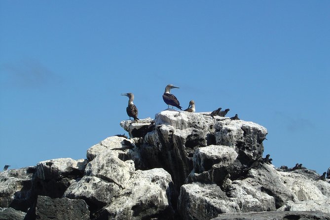 4-Day Galapagos Islands Express Tour