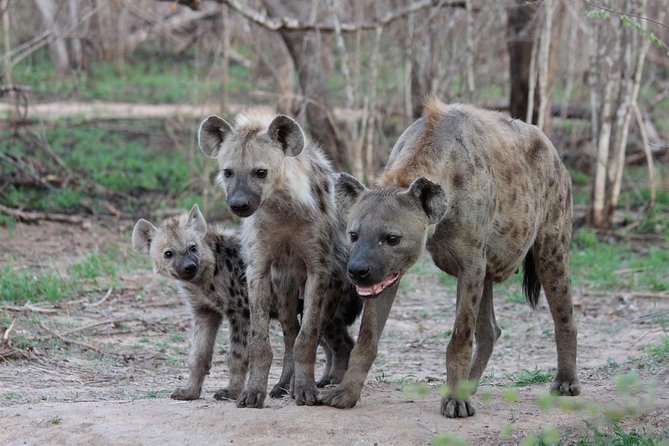 4 Day Tanzania Luxury Safari
