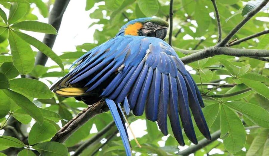4-Day Tour of the Tambopata National Reserve