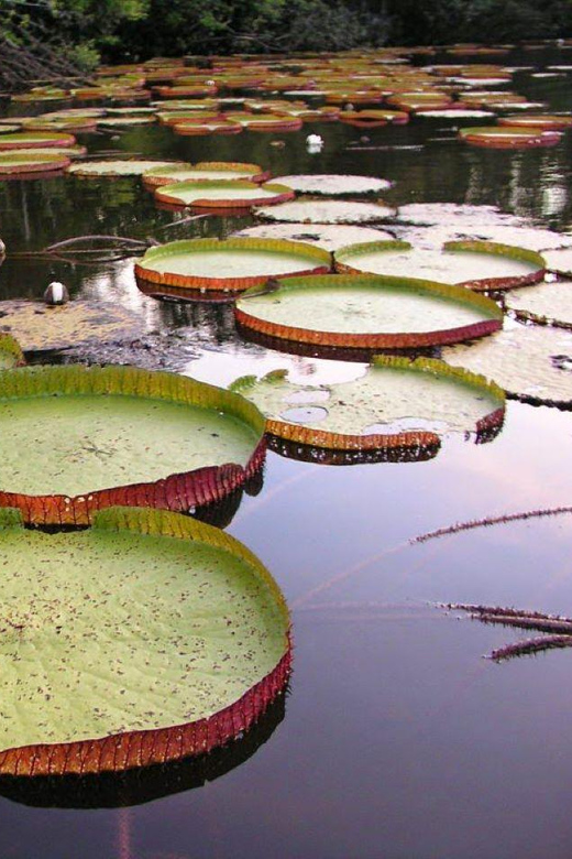 4-Day Tour of the Yanayacu River With Bird Watching