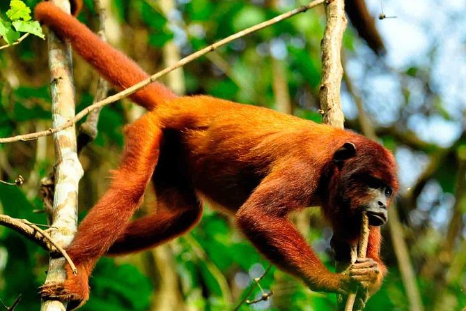 4 Days 3 Nights – Peruvian Tambopata Jungle