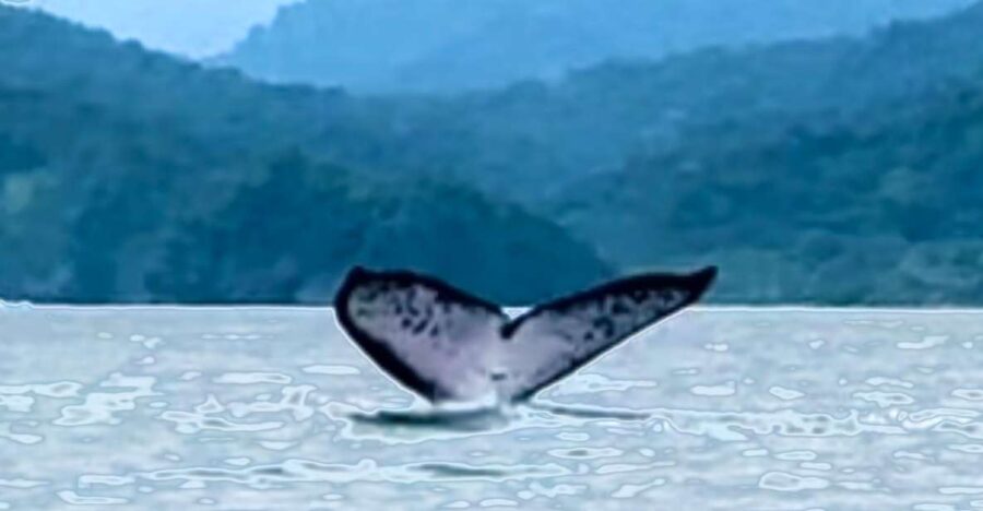 4 Days Adventure; Medellin to Nuqui- Whales!!! - Trip Details