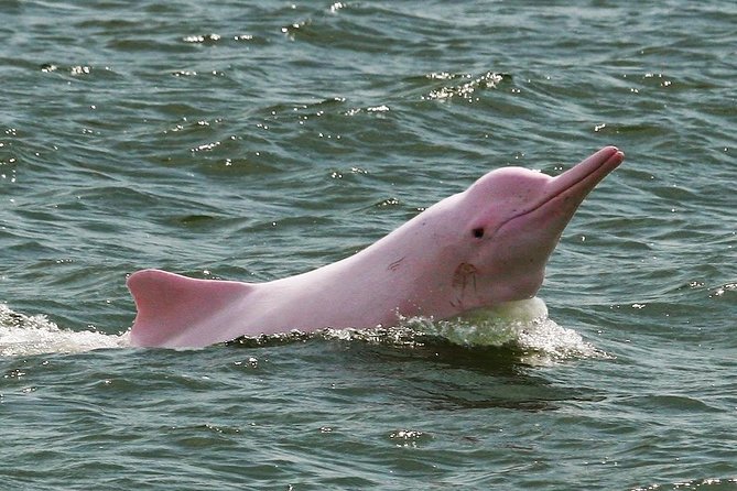 4 Days Amazon Jungle Tour With Pink Dolphin Watch From Iquitos - Tour Overview and Highlights