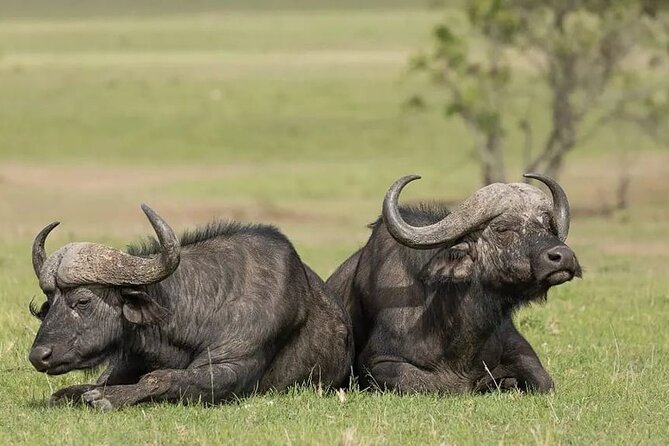 4 Days Mid Luxury Safari, Lake Nakuru and Masai Mara.