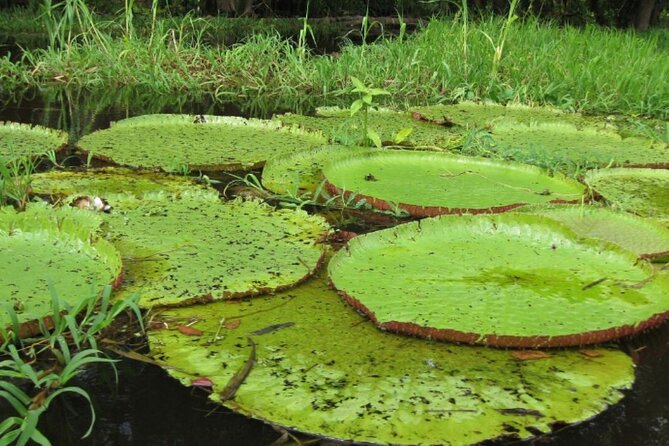 4-Days Unique Experience at Amazon Lodge, Immersion on a Jungle Adventure
