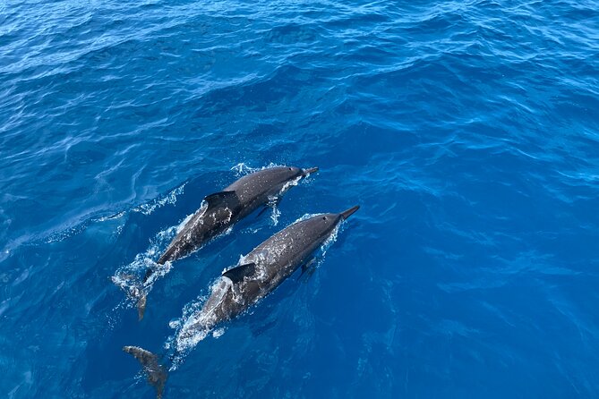4-Hour Private Charter Adventures in Kona Coast