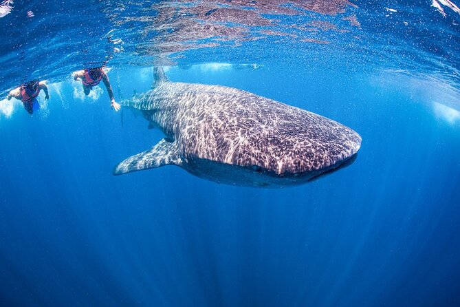 4 Hours Search & Swim With Sharks Adrenaline Swim