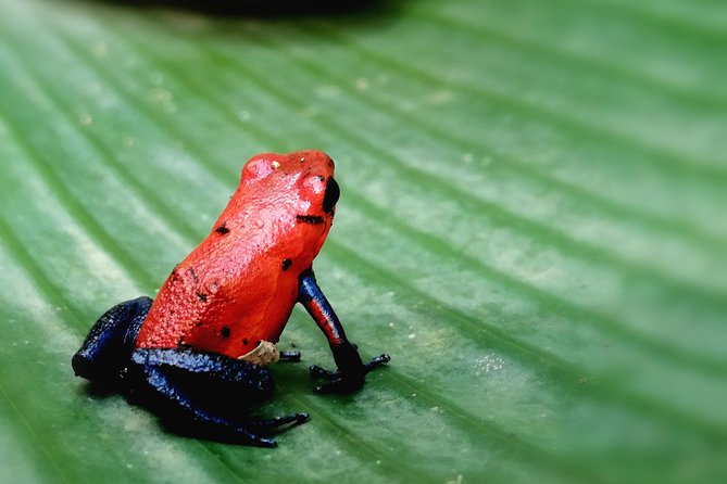 4 in 1 Rain Forest, Blue River, Volcano Mud Bath and Hot Springs - Exploring Miravalles Volcano
