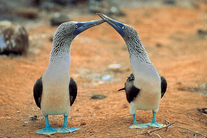 4- or 5-Day Galapagos Islands Explorer Package From Santa Cruz Island
