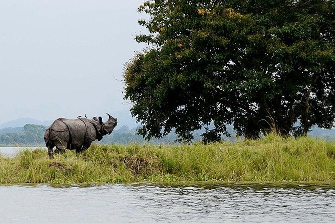 4d/3n Kaziranga Safari Special