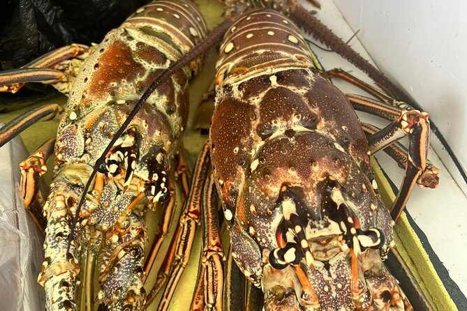 4HR-Halfday Private Fishing Tour in Gracebay - Tour Overview