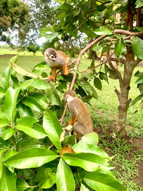 5-Day All Inclusive Pacaya Samiria Reserve From Iquitos - Tour Overview and Pricing