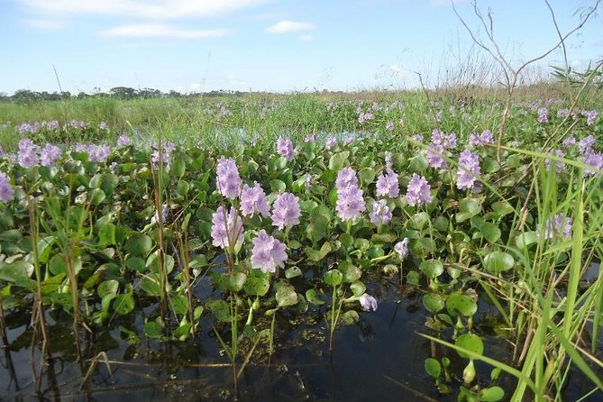 5-Day Bolivian Amazon Pampas Adventure From La Paz - Encountering Elusive Amazon Wildlife