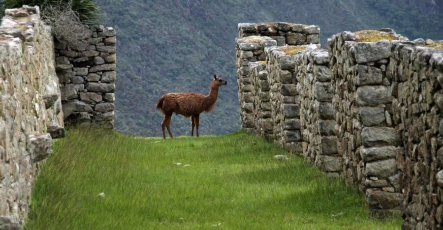 5-Day Classic Salkantay Trek to Machu Picchu Return by Train