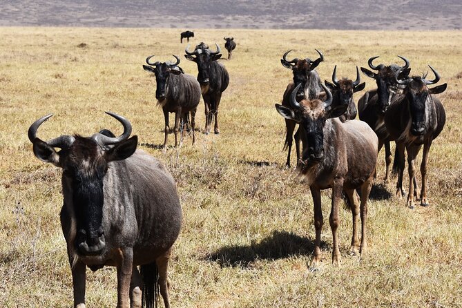 5-Day Private Safari in Serengeti Np & Ngorongoro Crater