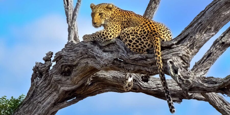 5 Day the Best of Kruger National Park Safari - Overview and Pricing