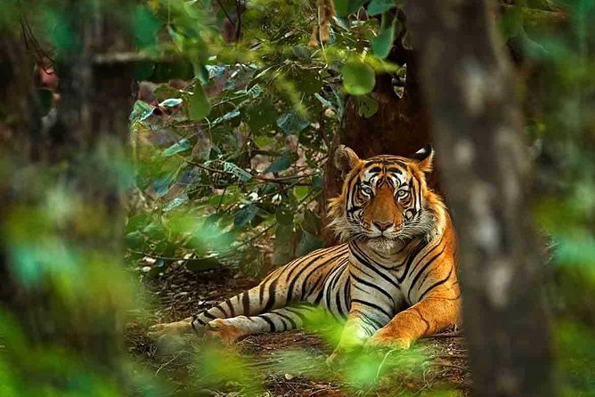 5 Days Golden Triangle With Ranthambore Tiger Safari