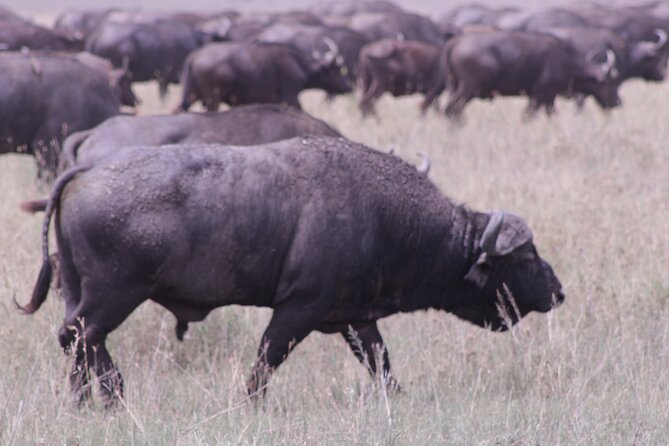 5-Days Private Tanzania Safari Tour