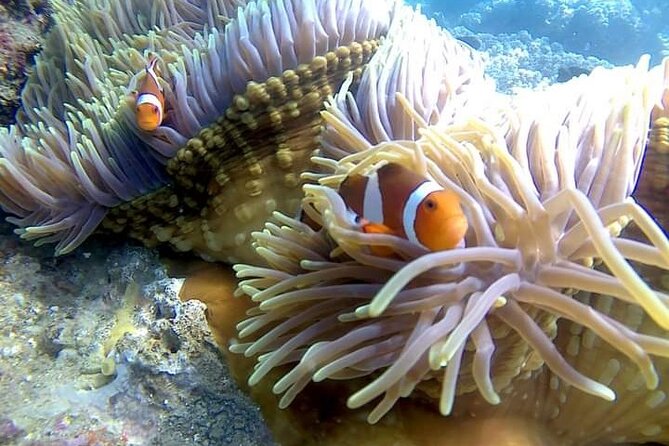 5 Hours Bali Blue Lagoon Snorkeling Tour Including Tanjung Jepun - Inclusions