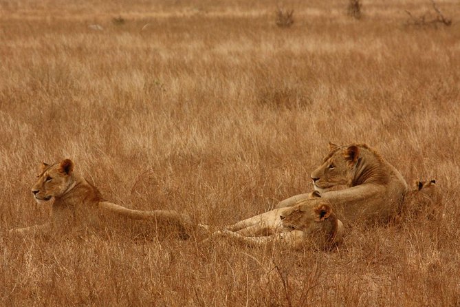 5 Hours Nairobi National Park Private Tour