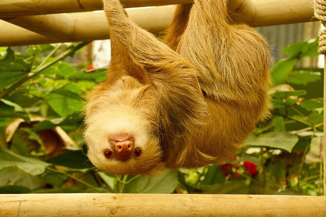 5-In-1 Monteverde Cloud Forest Experience With Ziplining and Hanging Bridges