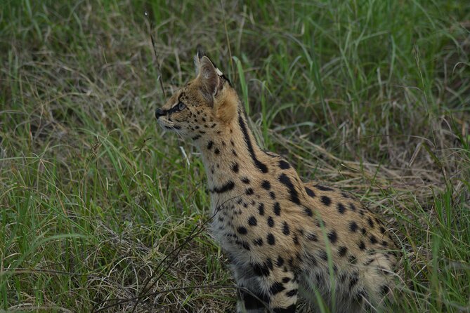 6-Day Essence of Serengeti & Ngorongoro Migration Safari