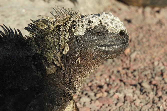 6-Day Galapagos Superior Adventure (Tourist Superior Class) - Inclusions and Exclusions