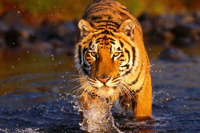 6 Day Golden Triangle Tour With Ranthambore{Delhi Agra Jaipur Ranthambore Tour}
