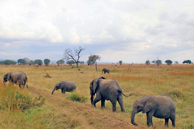 6-Day Kenya and Tanzania Safari