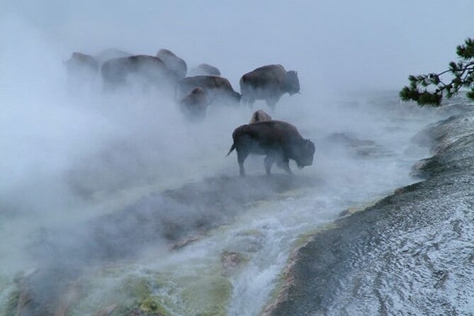 6-Day Tour of Yellowstone and Grand Teton Winter Adventure - Included Meals