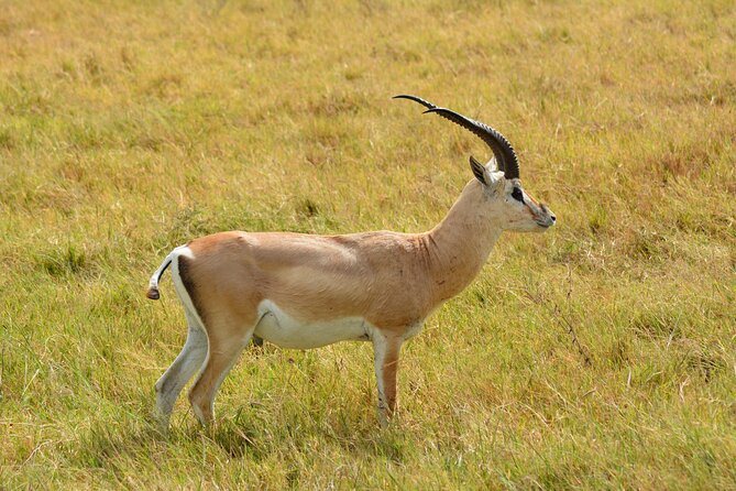 6 Days Big Five Tanzania Safari