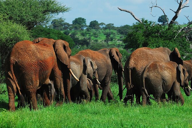 6 Days Tanzania Northern Circuit Safari