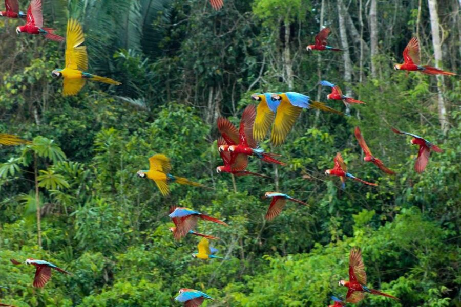 6 Days Tour to the Tambopata Highlands || Sandoval Lake ||