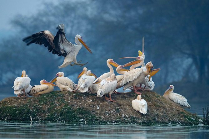 7-Day Private Golden Triangle Tour – Forts Palaces and Wildlife Sanctuary
