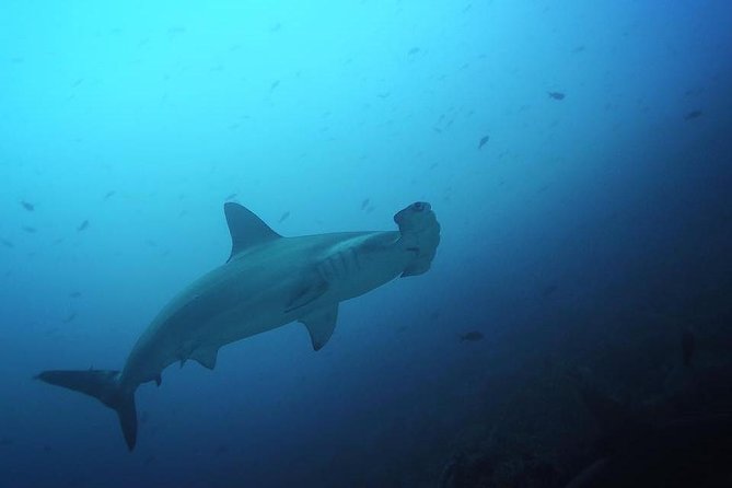 7 Days Diving and Hiking on the Galapagos Islands Tour