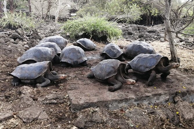 7 Days Galapagos Santa Cruz and Isabela Islands Plus Quito Tour - Discovering Isabela Islands Highlights