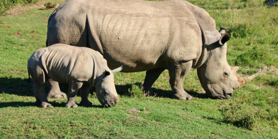 7 Days South Africa and Eswatini Adventure Tour
